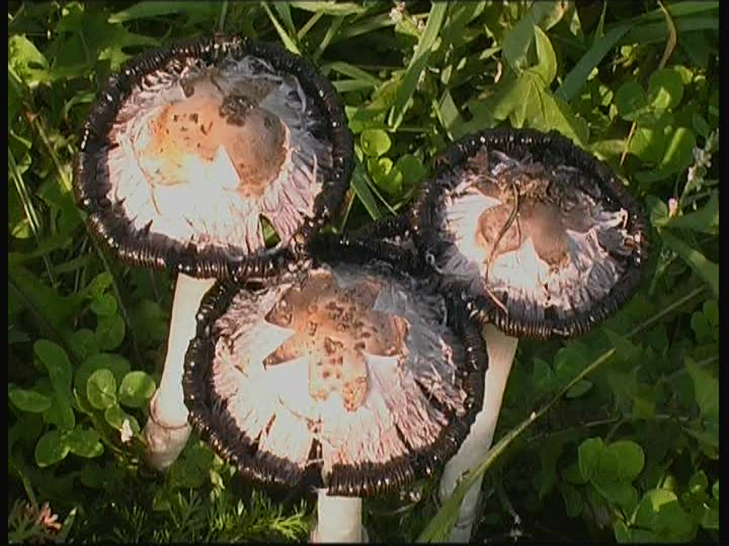 500220584 / Shaggy Mane / Mushroom / Hungary