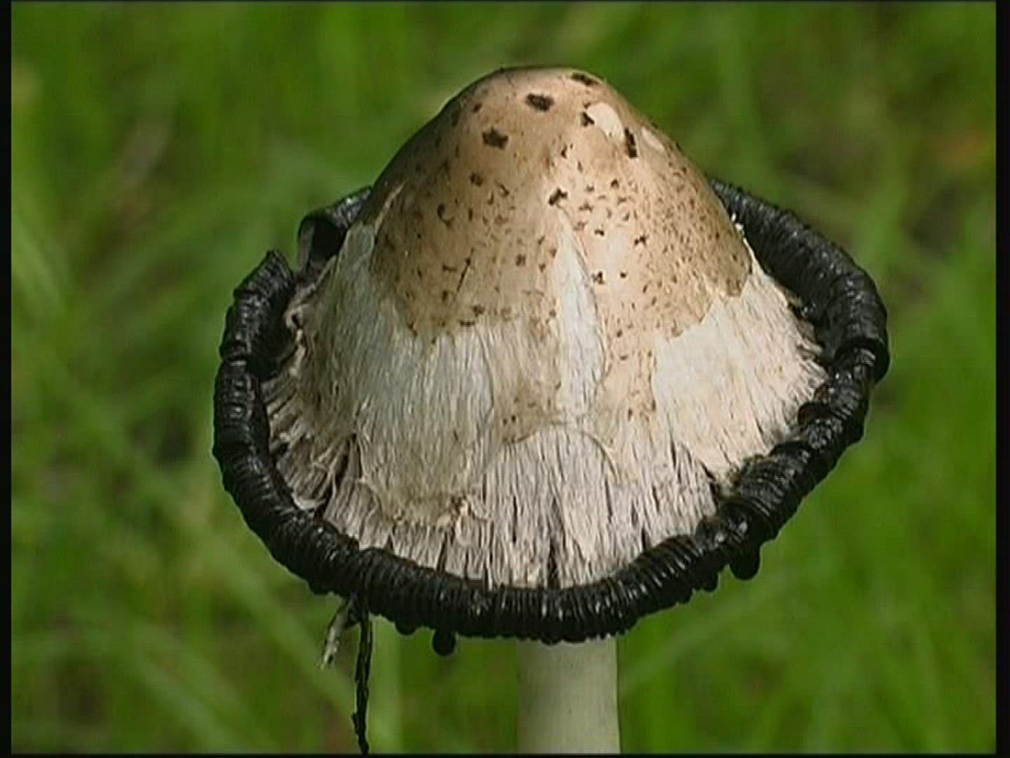 539112295 / Shaggy Mane / Mushroom / Hungary