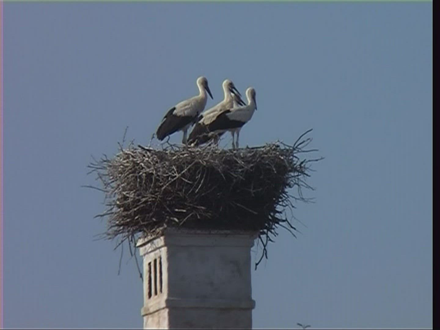 868771771 / White Stork / Nest / Hungary