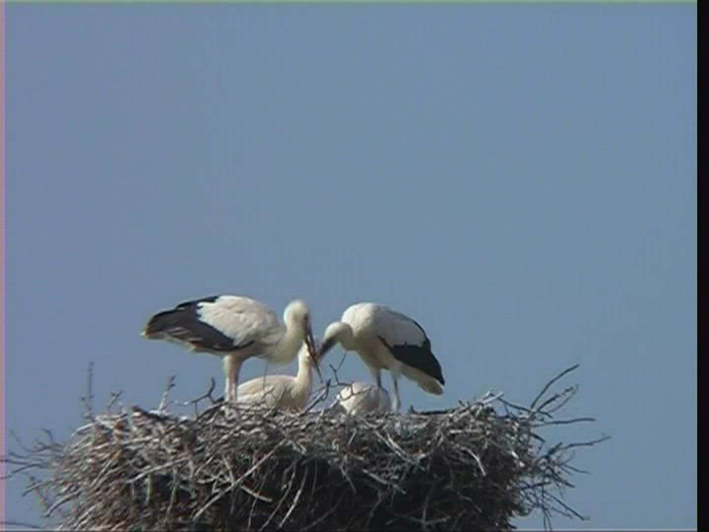 970396443 / White Stork / Nest / Hungary