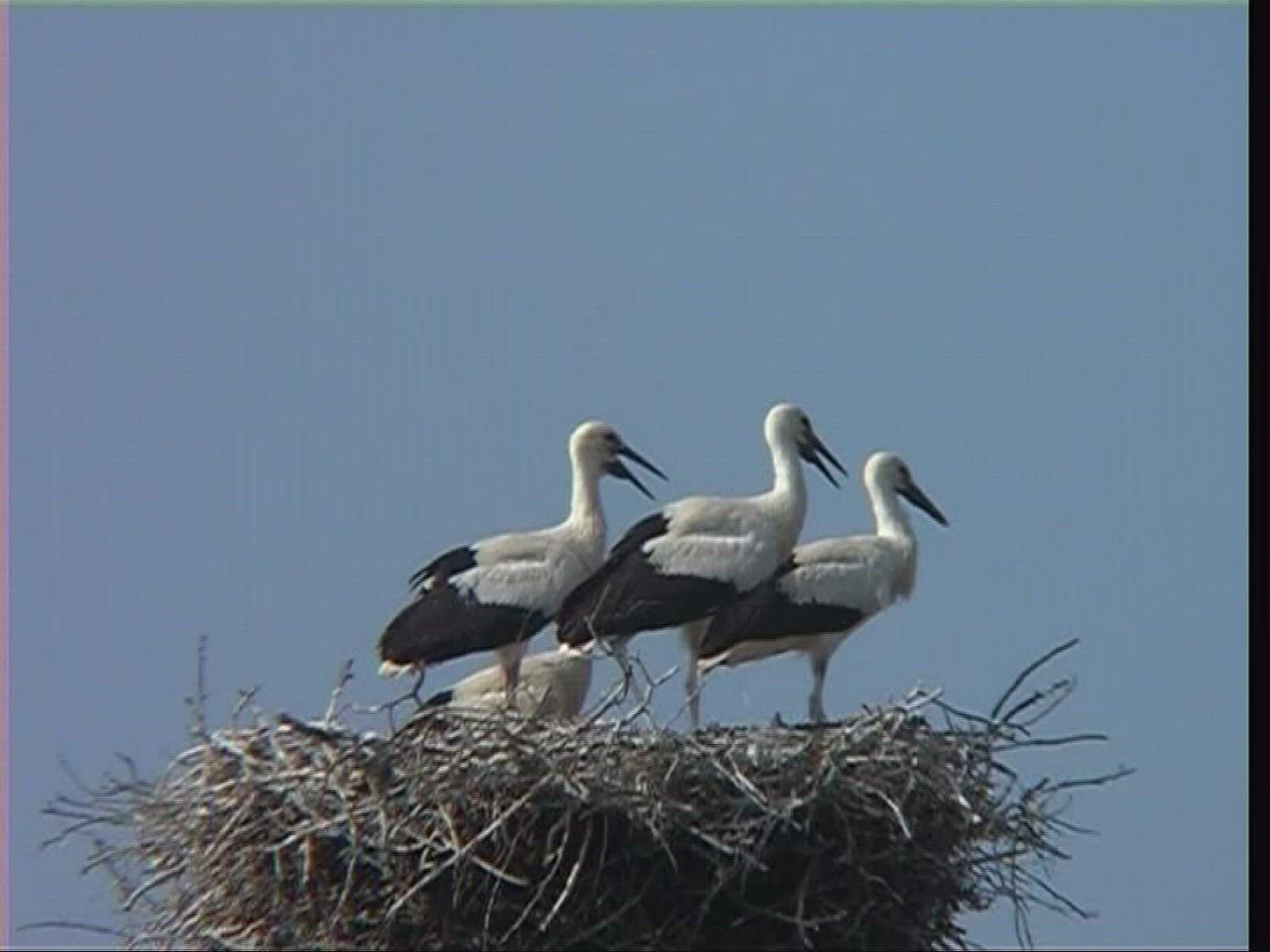 887666788 / White Stork / Nest / Hungary