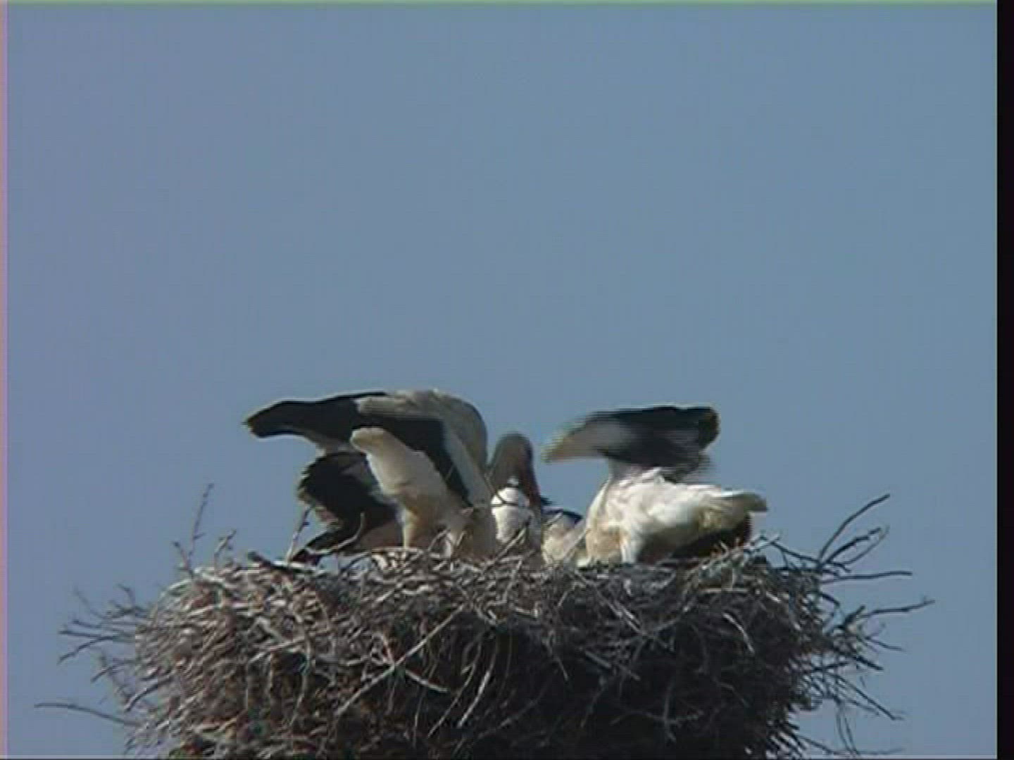 591742632 / White Stork / Nest / Hungary