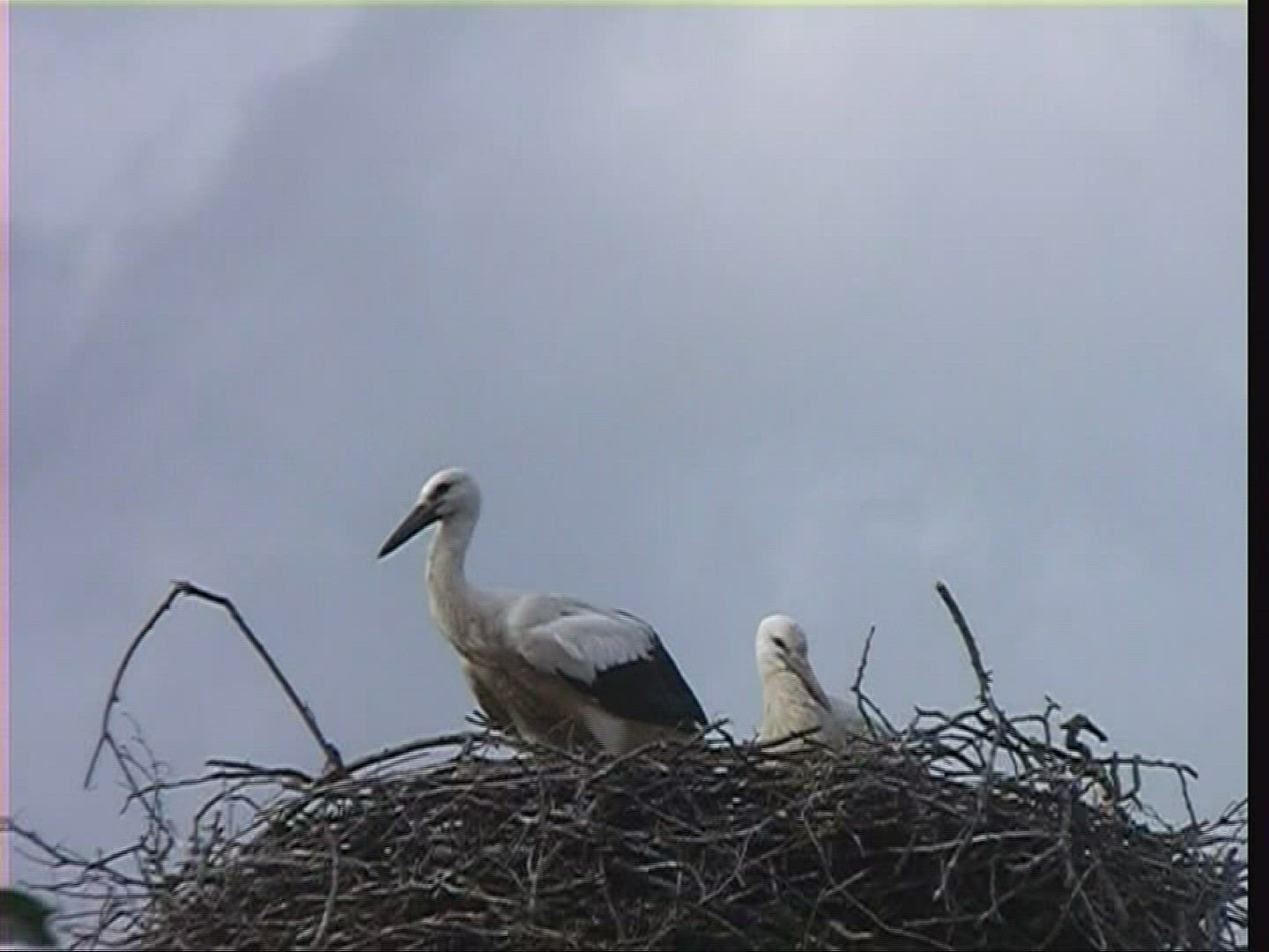 324320281 / White Stork / Nest / Hungary