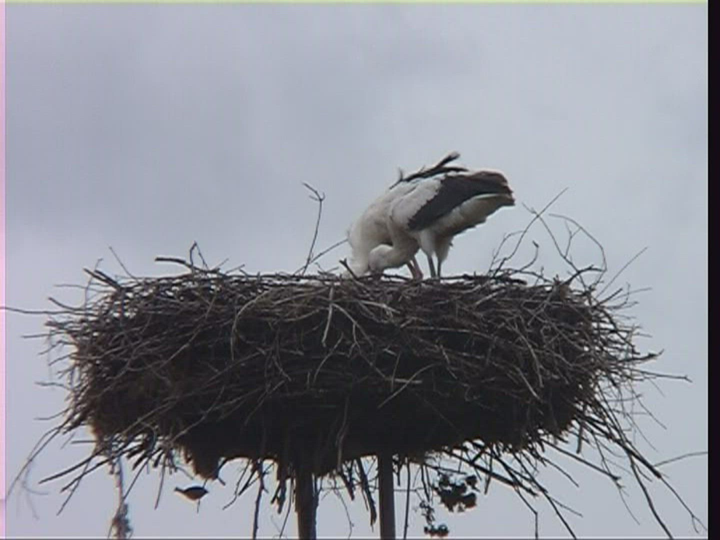 564441610 / White Stork / Nest / Hungary
