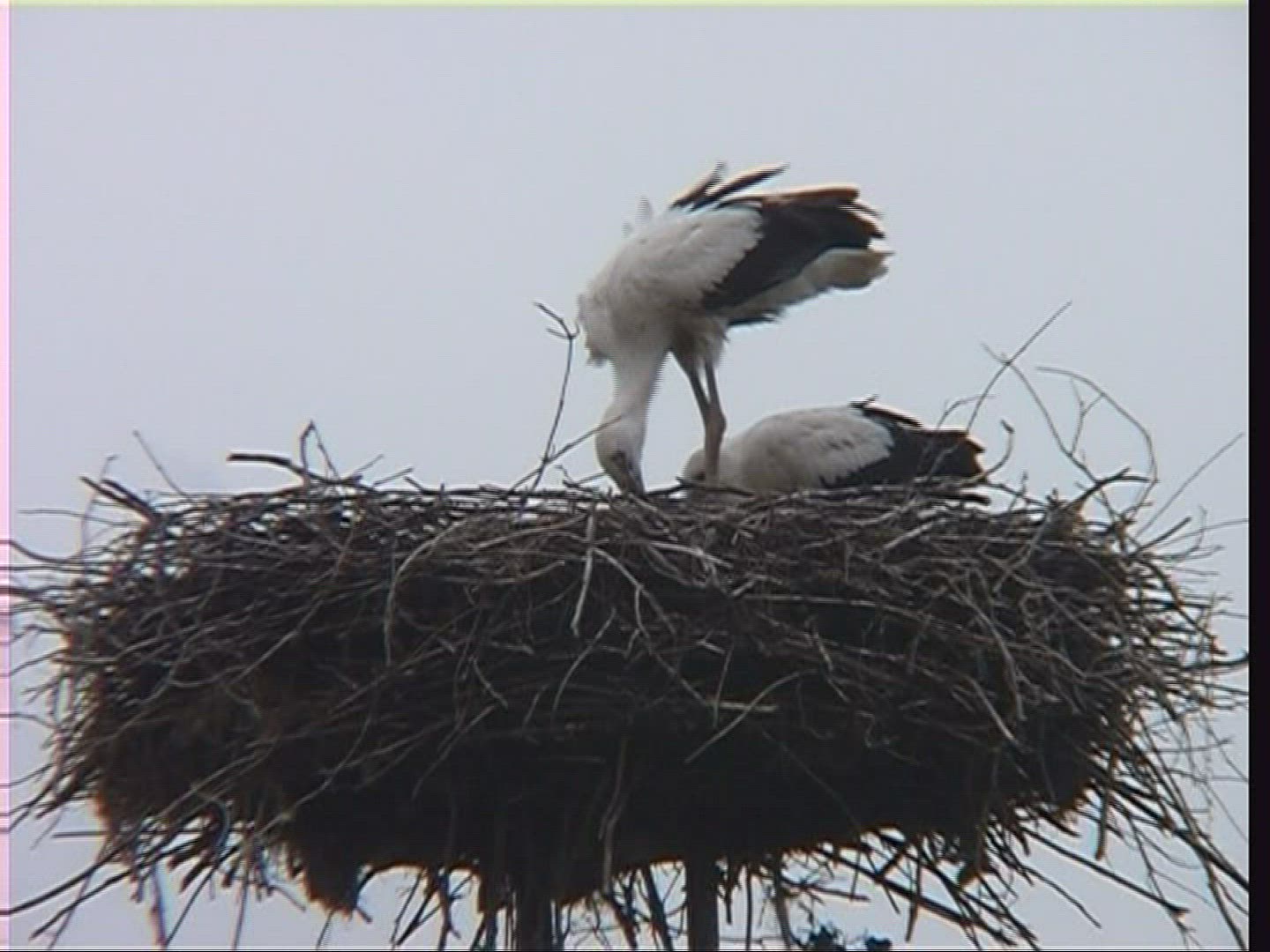 238330748 / White Stork / Nest / Hungary