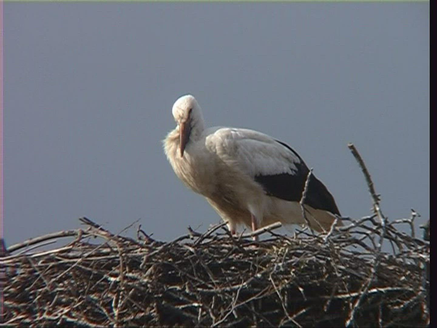 735051748 / White Stork / Nest / Hungary