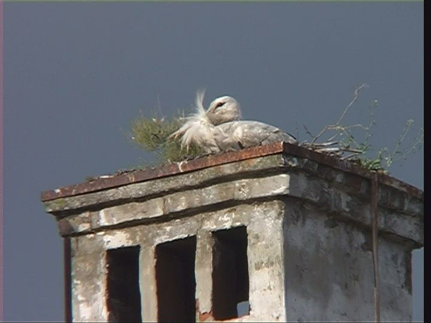 669482819 / White Stork / Nest / Hungary