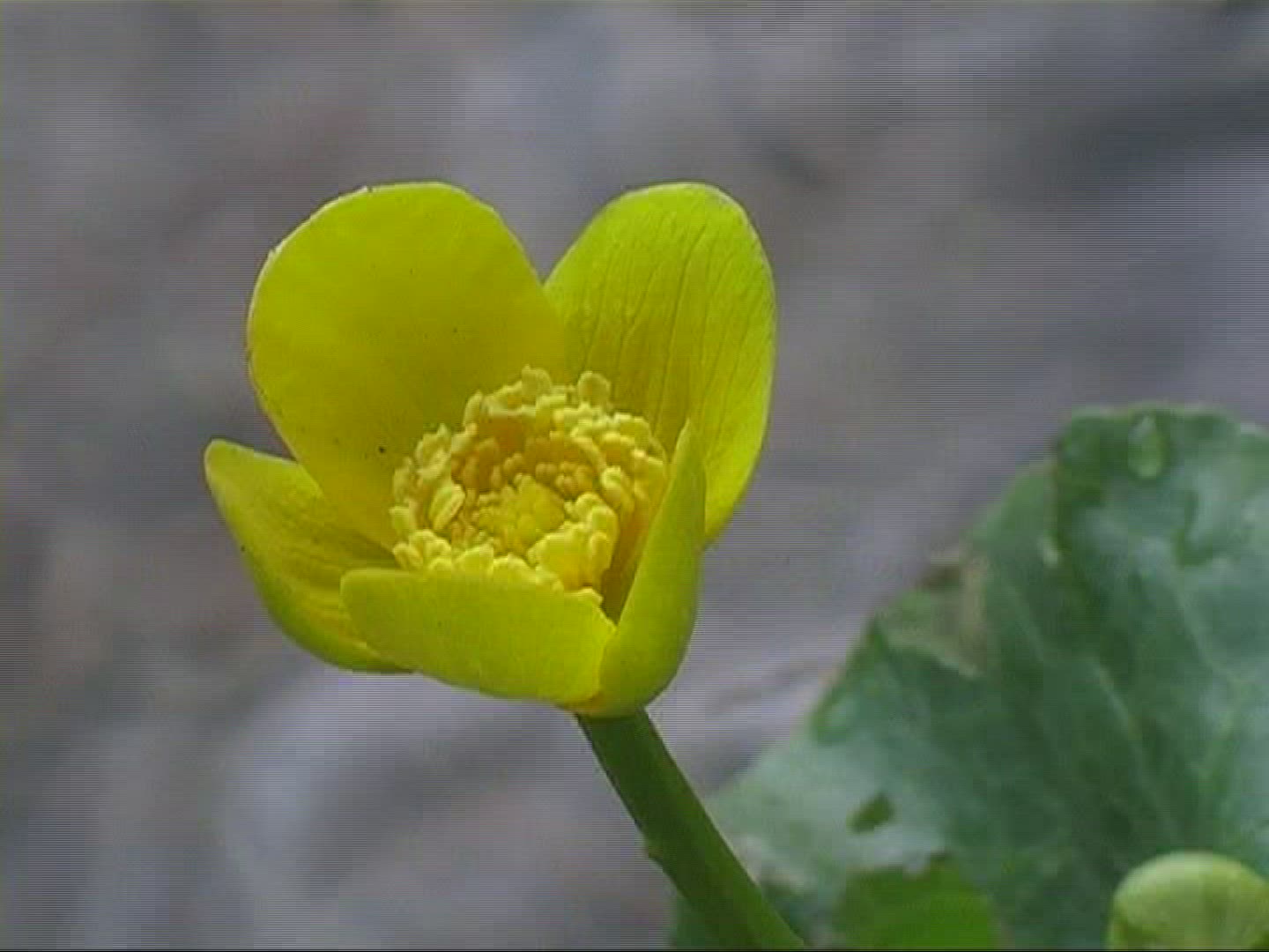 516654157 / Marsh Marigold / Blossom / Europe