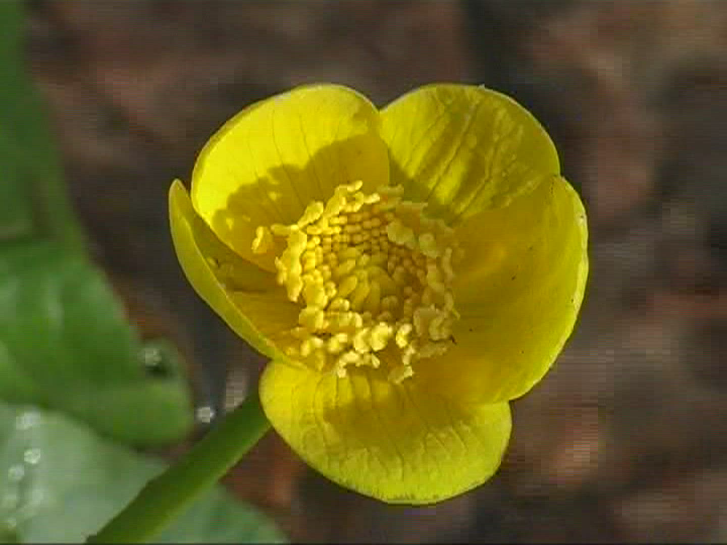 808176907 / Marsh Marigold / Blossom / Europe