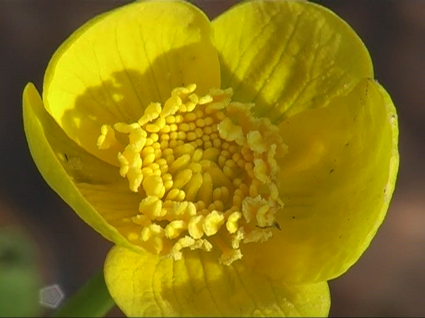 834037060 / Marsh Marigold / Blossom / Europe
