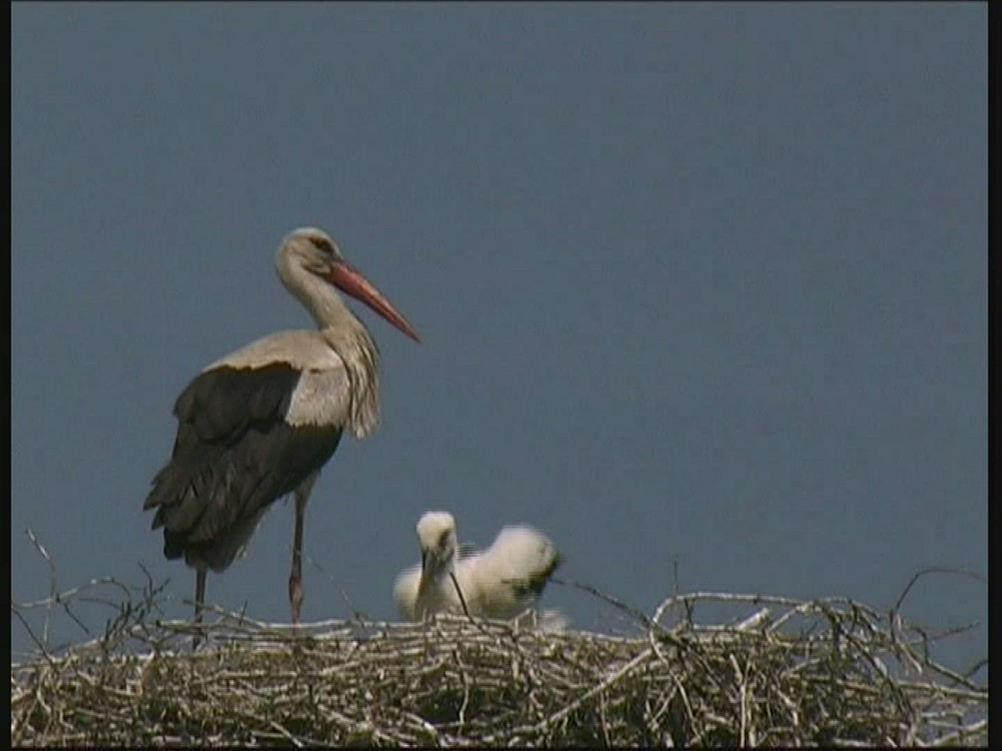 869459115 / White Stork / Nest / Hungary