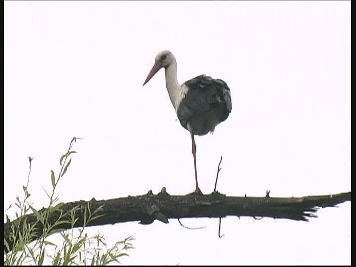 477247231 / White Stork / Nest / Hungary