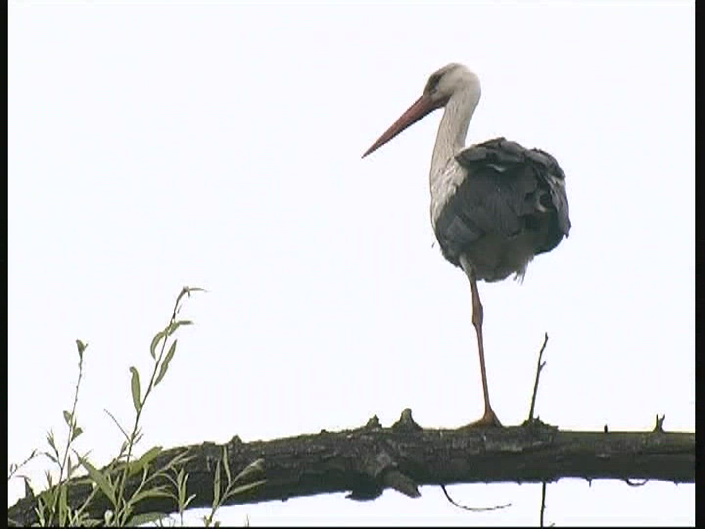 320817398 / White Stork / Nest / Hungary