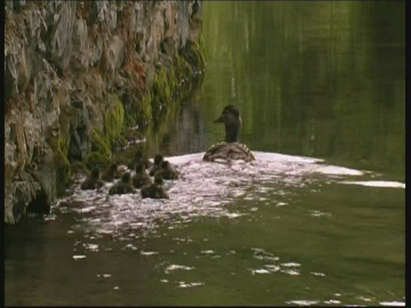 180769993 / Mallard Duck / Animal Family / Hungary