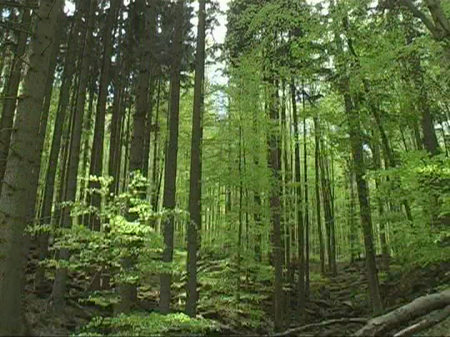 140913145 / Forest / Stem / Europe