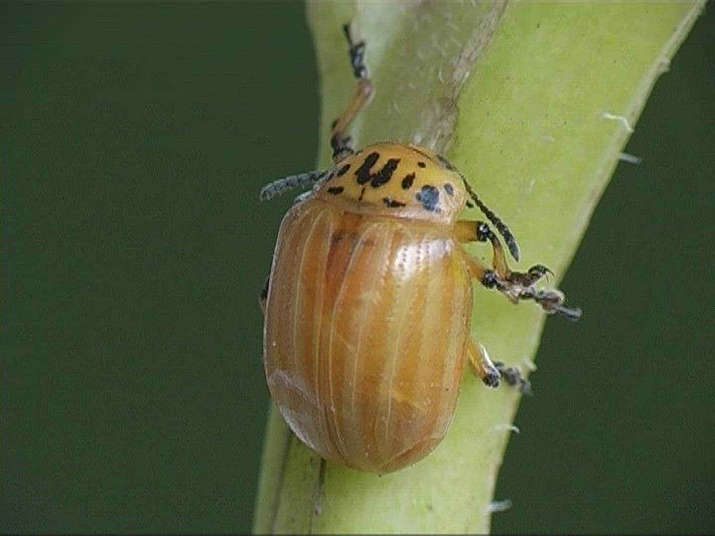 208292466 / Colorado Beetle / Offspring / Europe