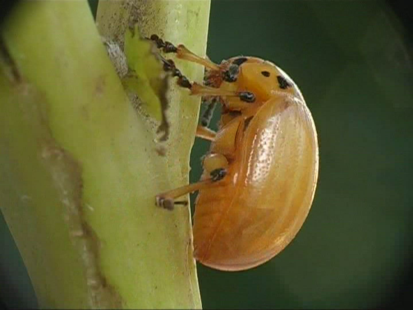 484648746 / Colorado Beetle / Offspring / Europe