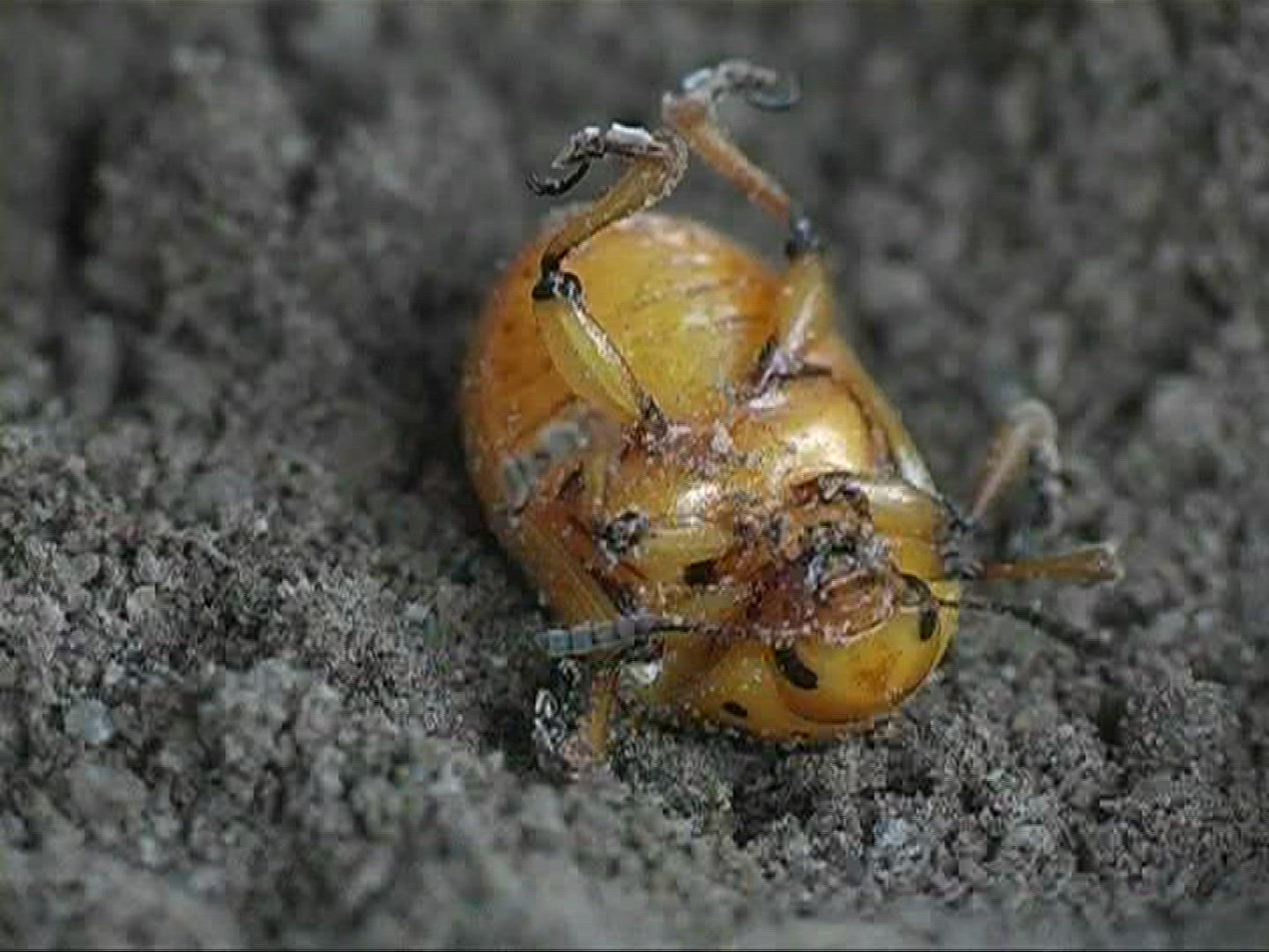 611817052 / Colorado Beetle / Offspring / Europe