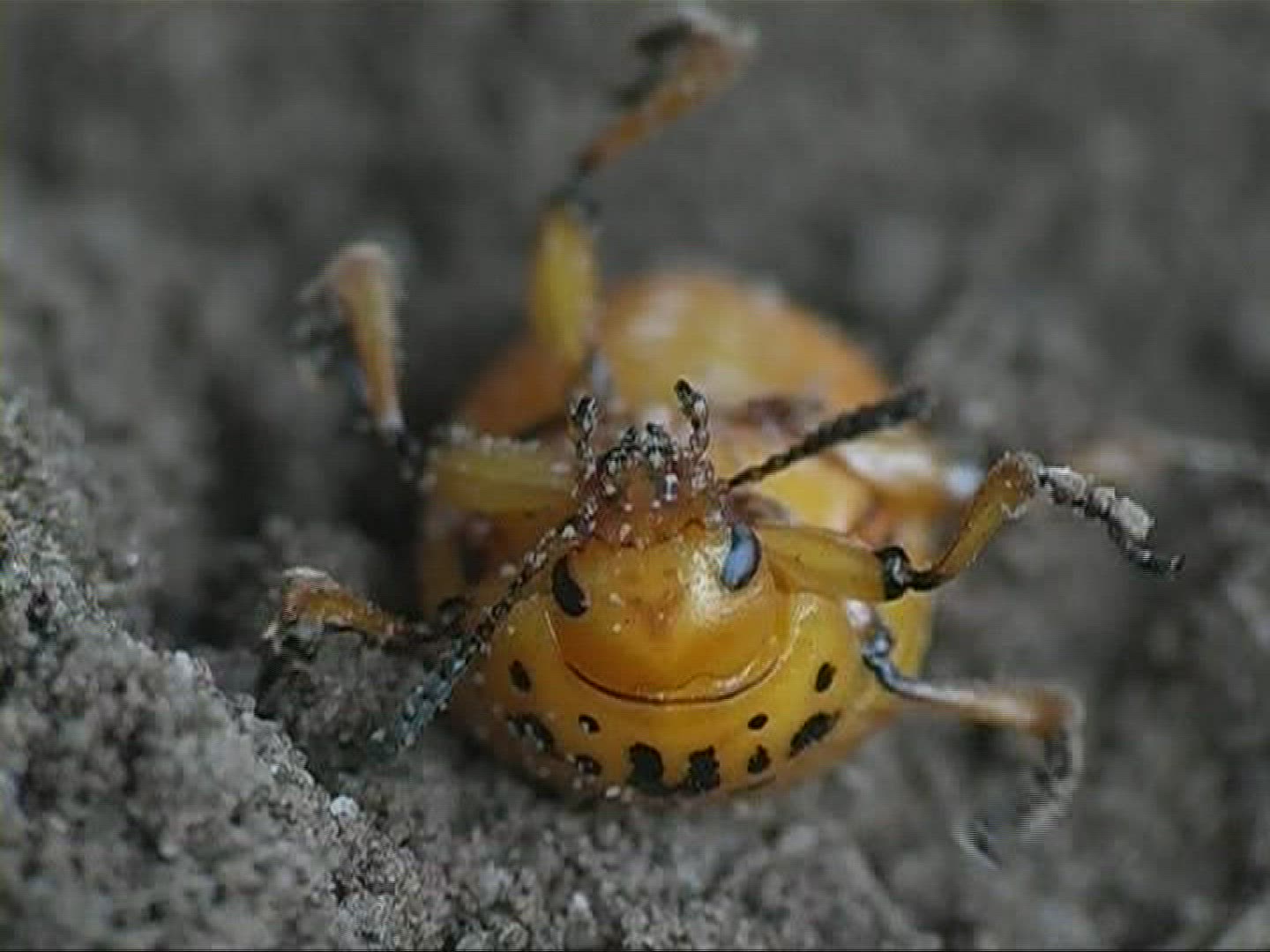 162833572 / Colorado Beetle / Offspring / Europe