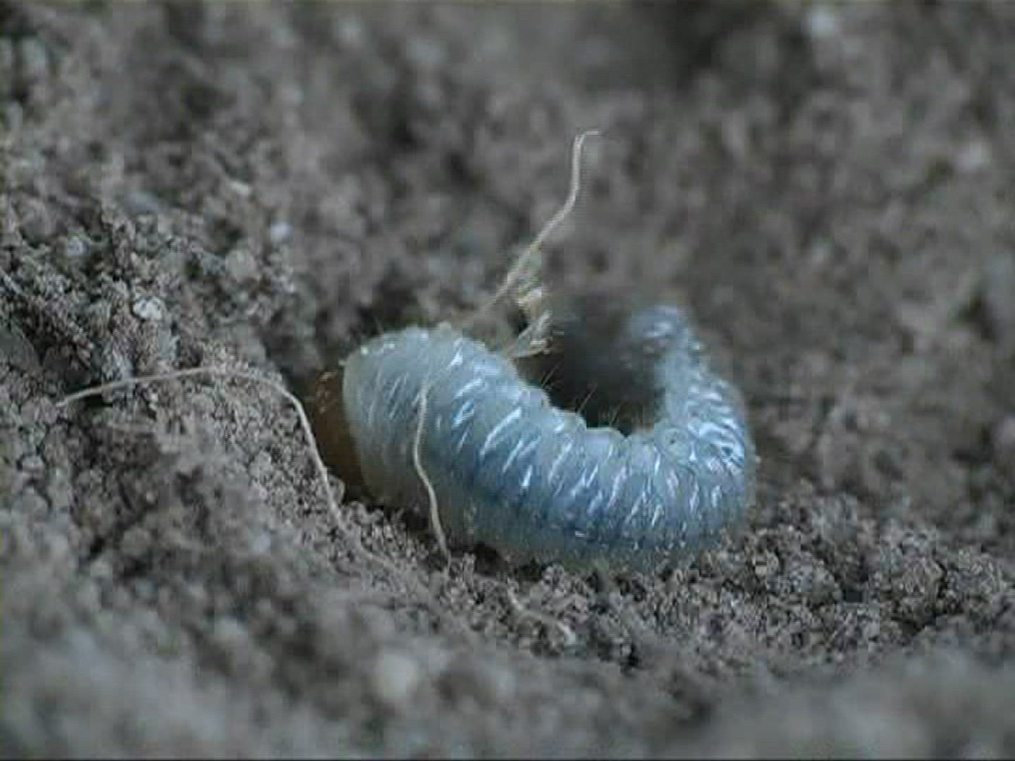 349637821 / Grub / Sand / Europe