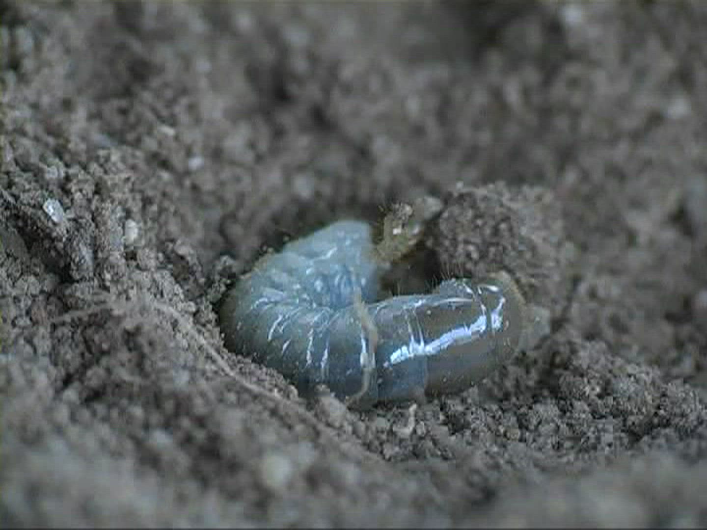 427788231 / Grub / Sand / Europe