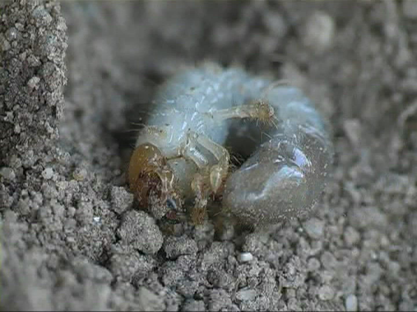 777051102 / Grub / Sand / Europe