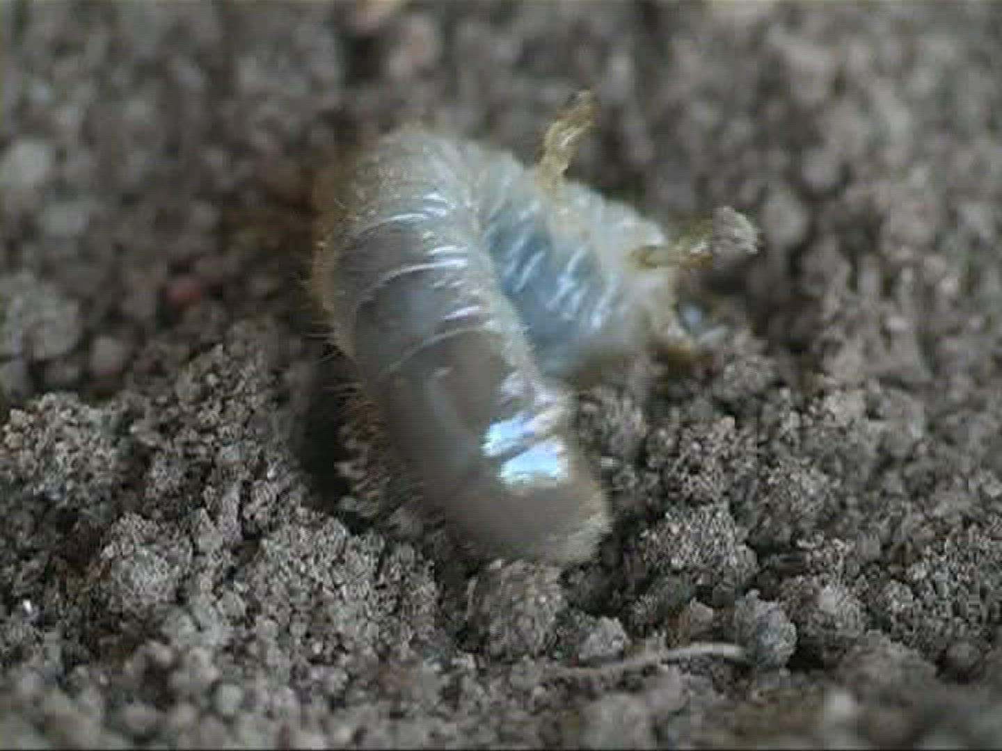 187269721 / Grub / Sand / Europe