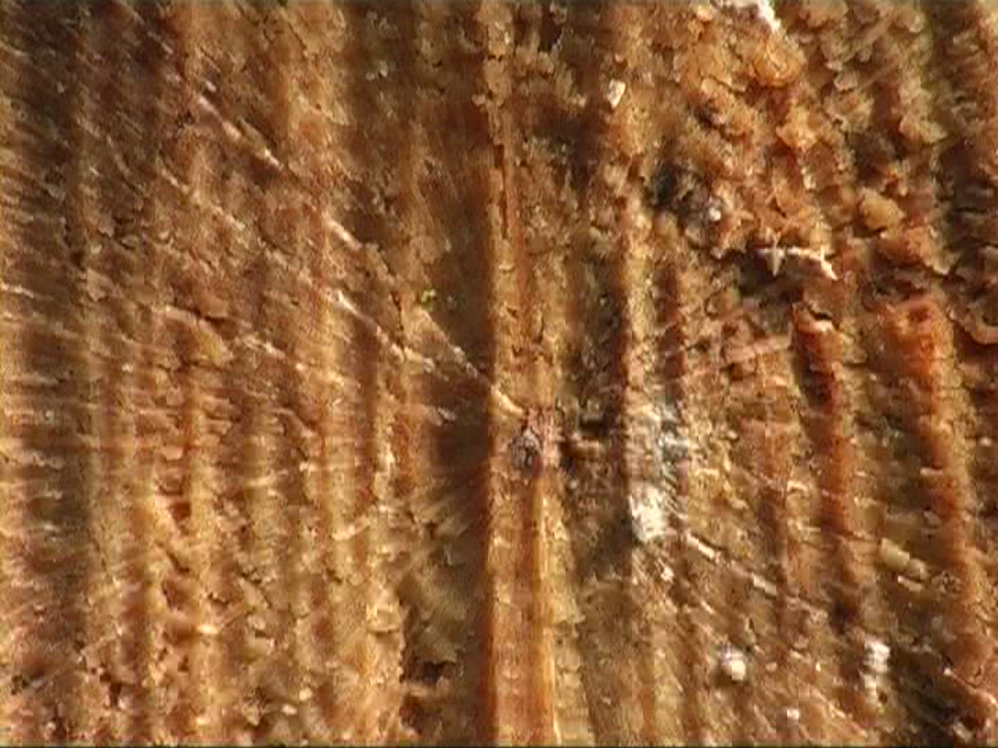 293971934 / Scots Pine / Spessart / Germany