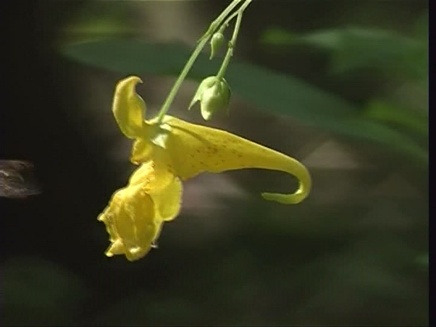 844740823 / Jewelweed / Blossom / Europe