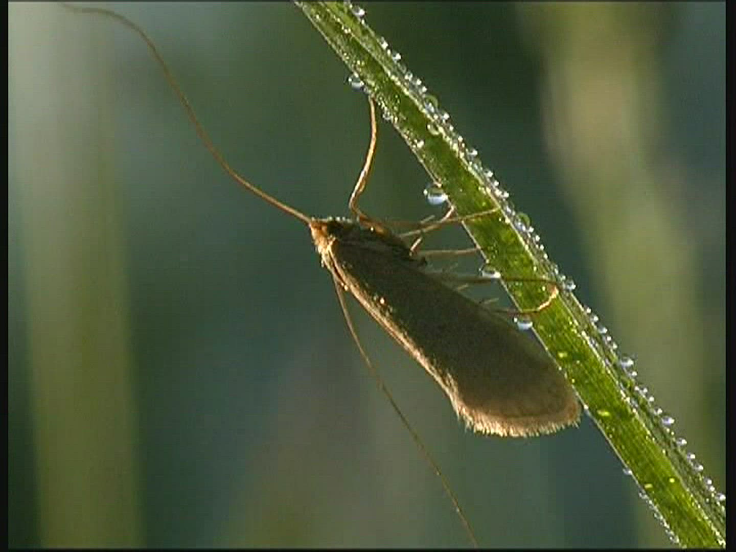 203316246 / Insect / Europe