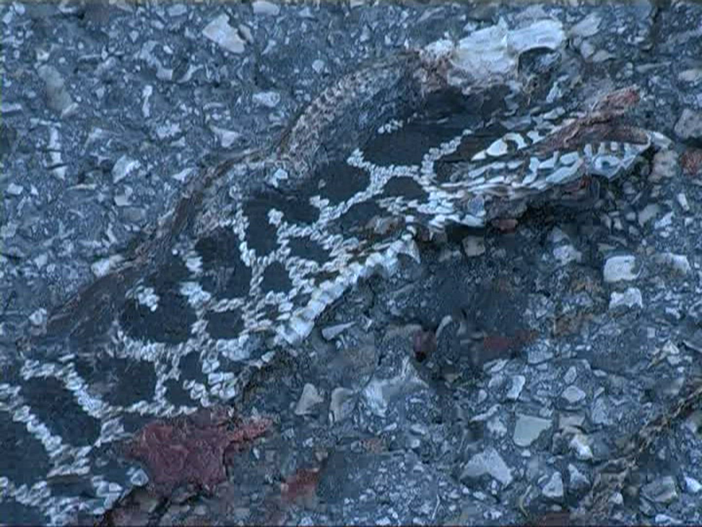 908627020 / Animal / Carcass / Death / Street / Europe