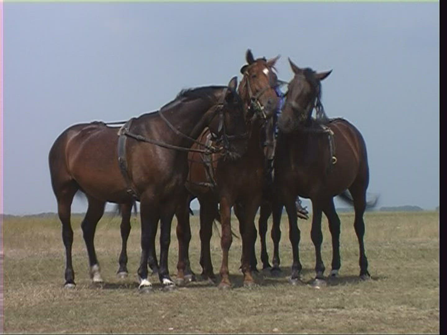 170933394 / Herder / Horse / Puszta / Hungary
