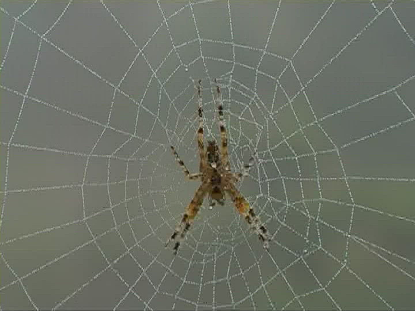 355220276 / Garden Cross Spider / Spider Web / Europe