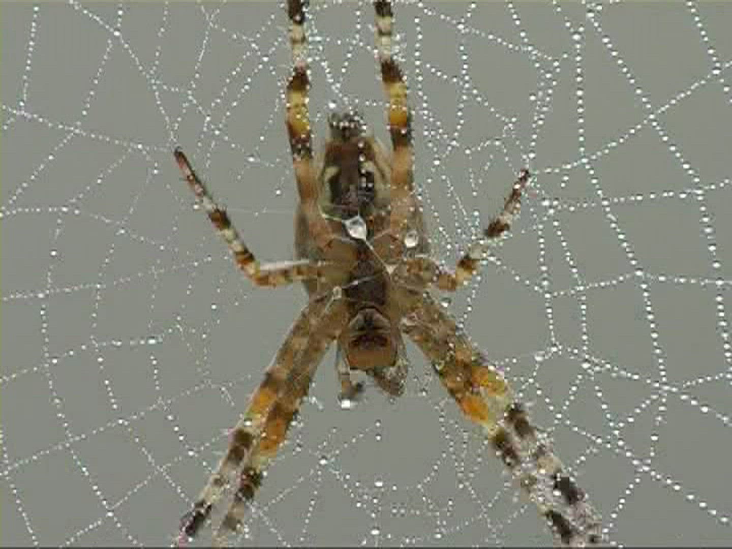 215298316 / Garden Cross Spider / Spider Web / Europe