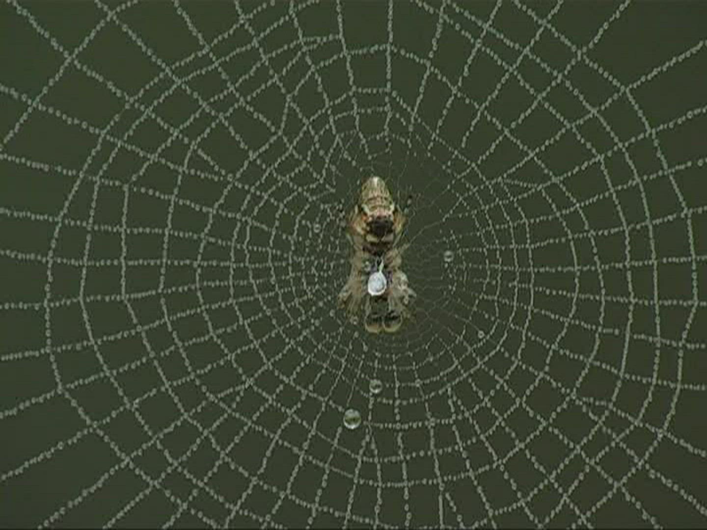 562482061 / Garden Cross Spider / Spider Web / Europe