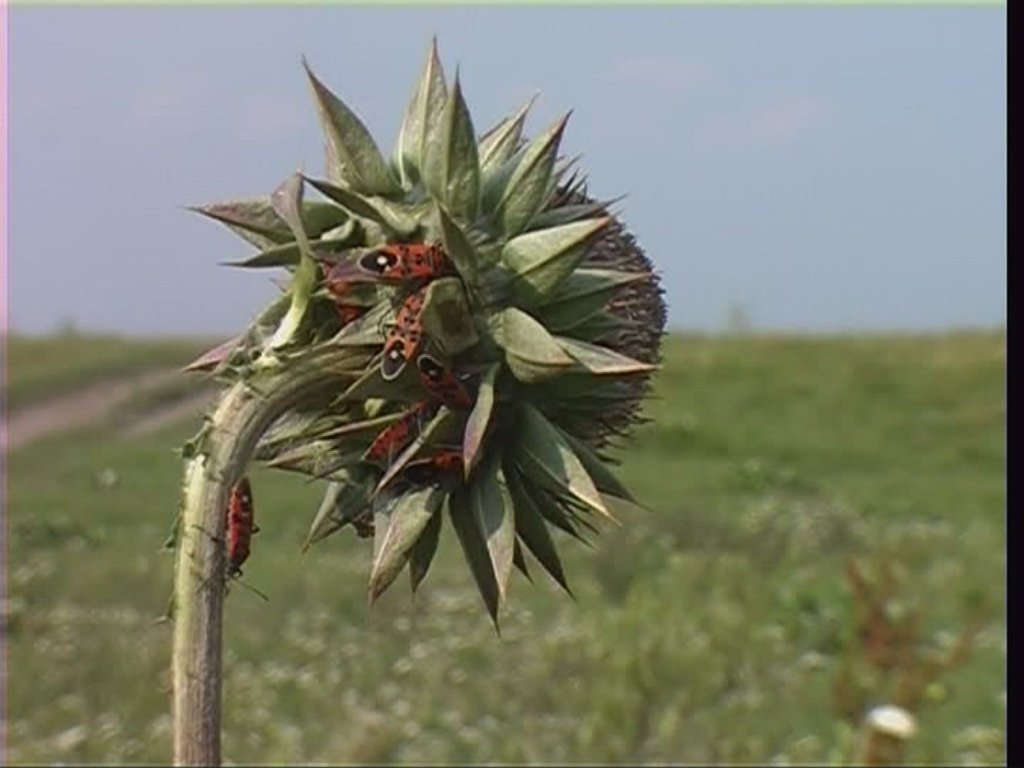 324037326 / Seed Bug / Swarm of Insects / Blossom / Hungary