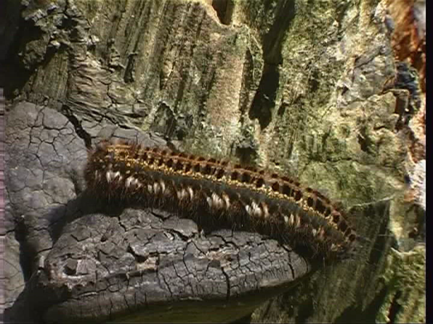 177220636 / Caterpillar / Europe