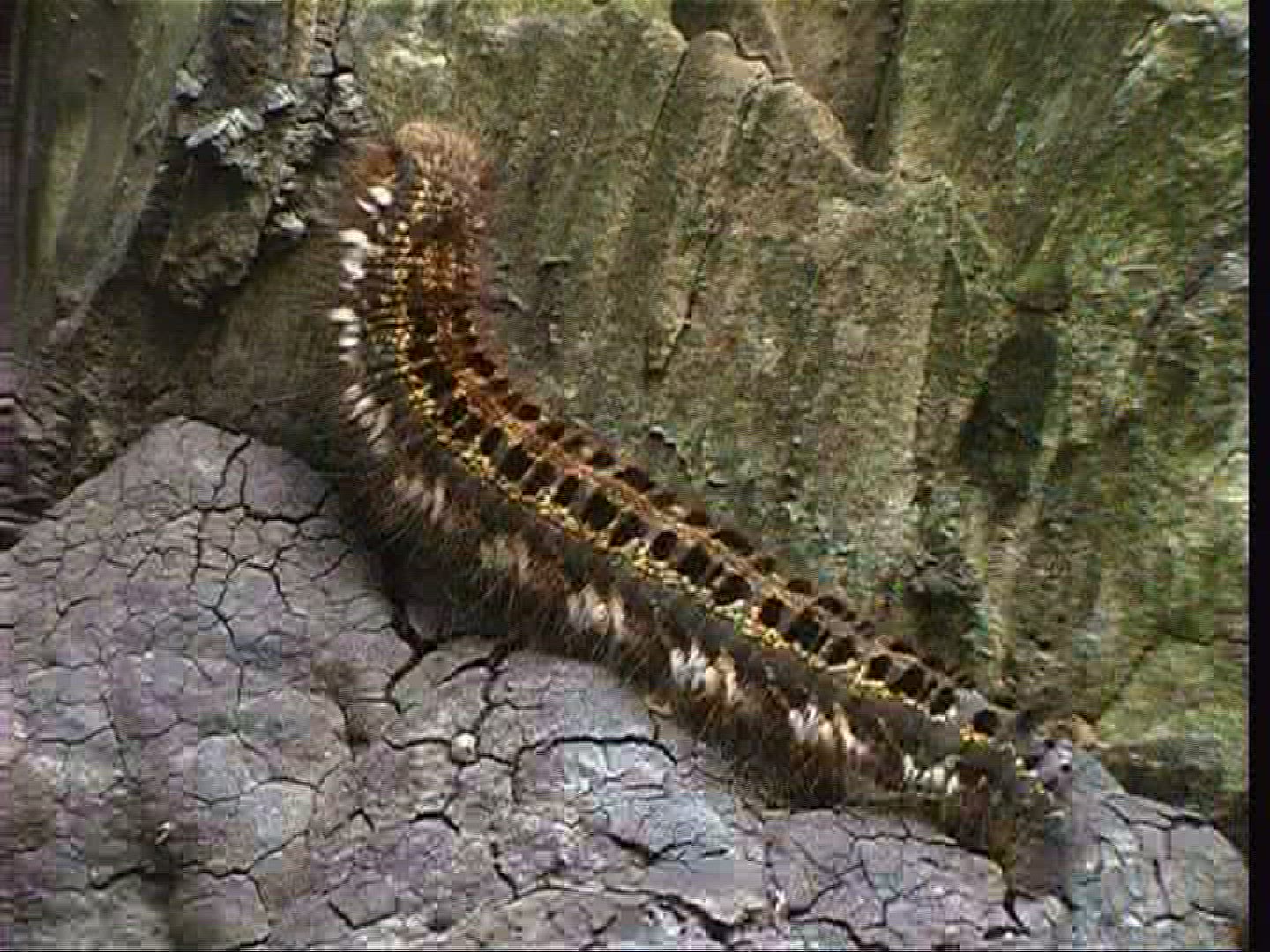814910513 / Caterpillar / Europe