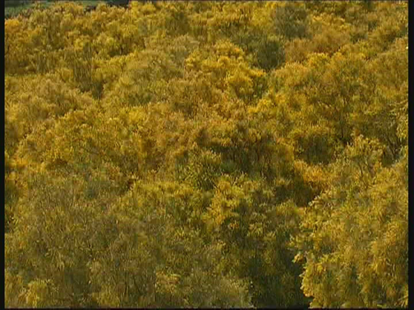 570980002 / Country Road / Broom / Sicily / Italy