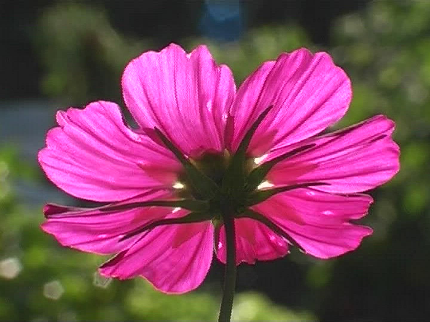 684596533 / Garden Cosmos / Blossom / Europe