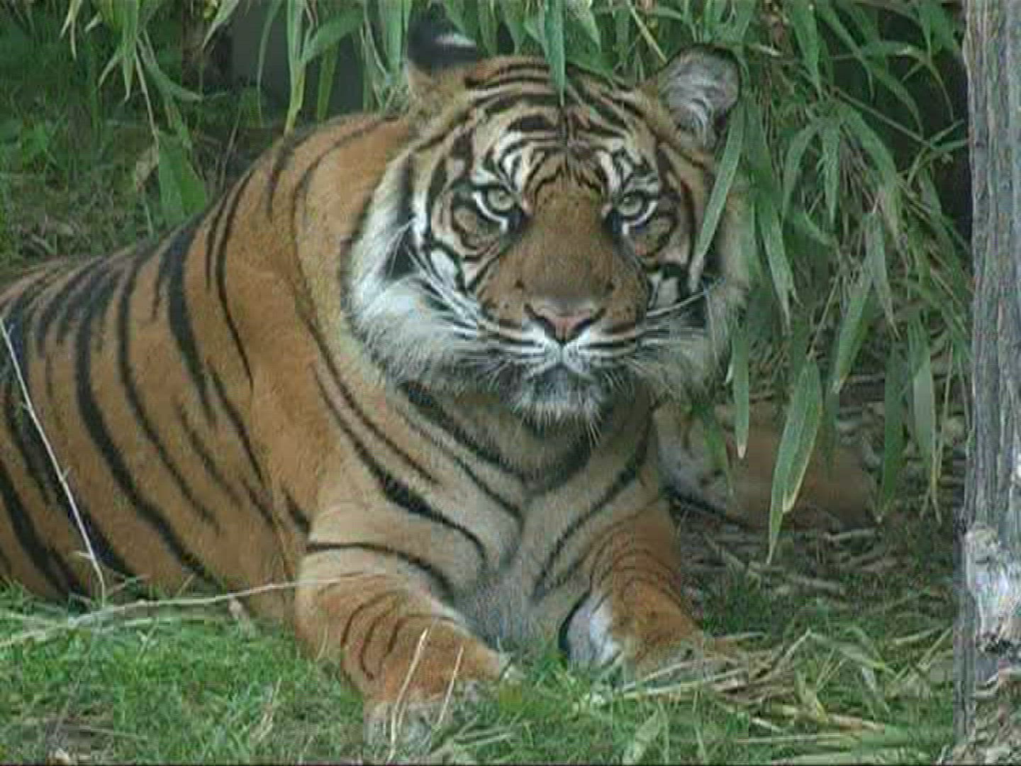 453591910 / Sumatran Tiger / Zoo / Germany