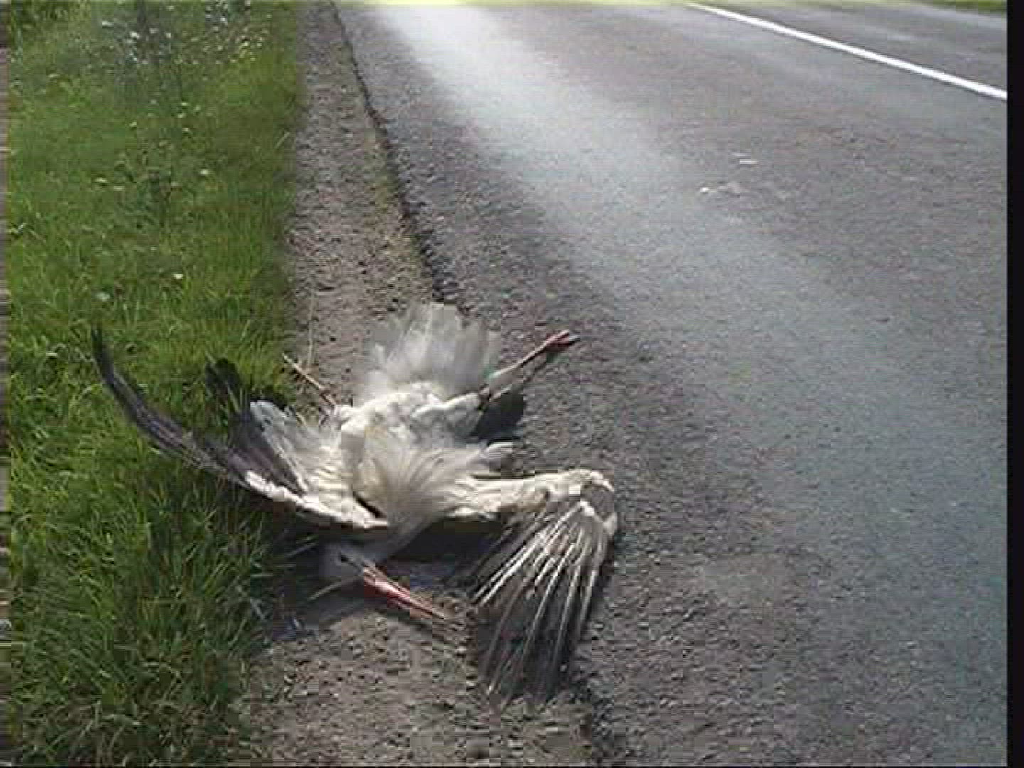 380072801 / White Stork / Hungary