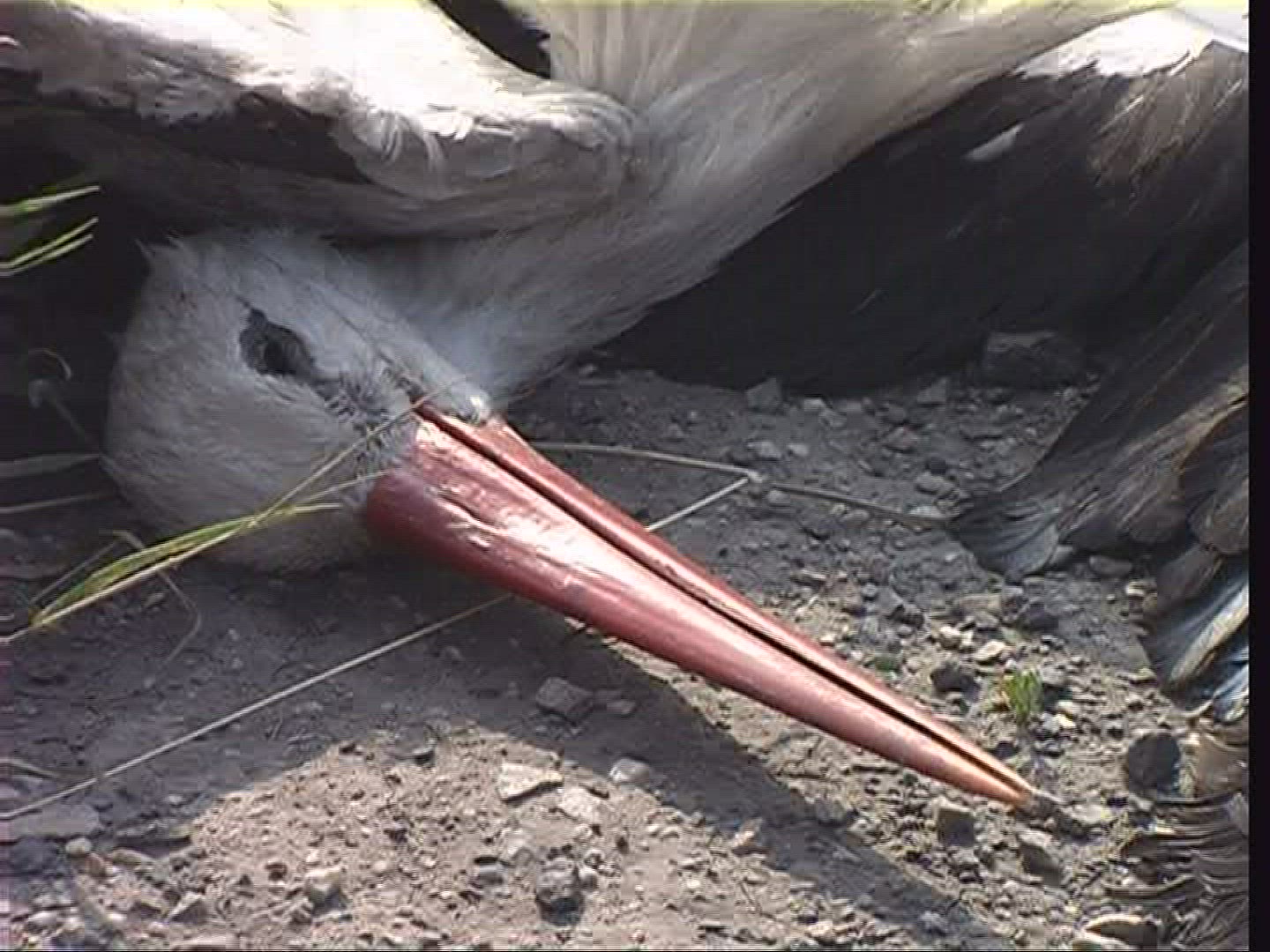 907134838 / White Stork / Hungary