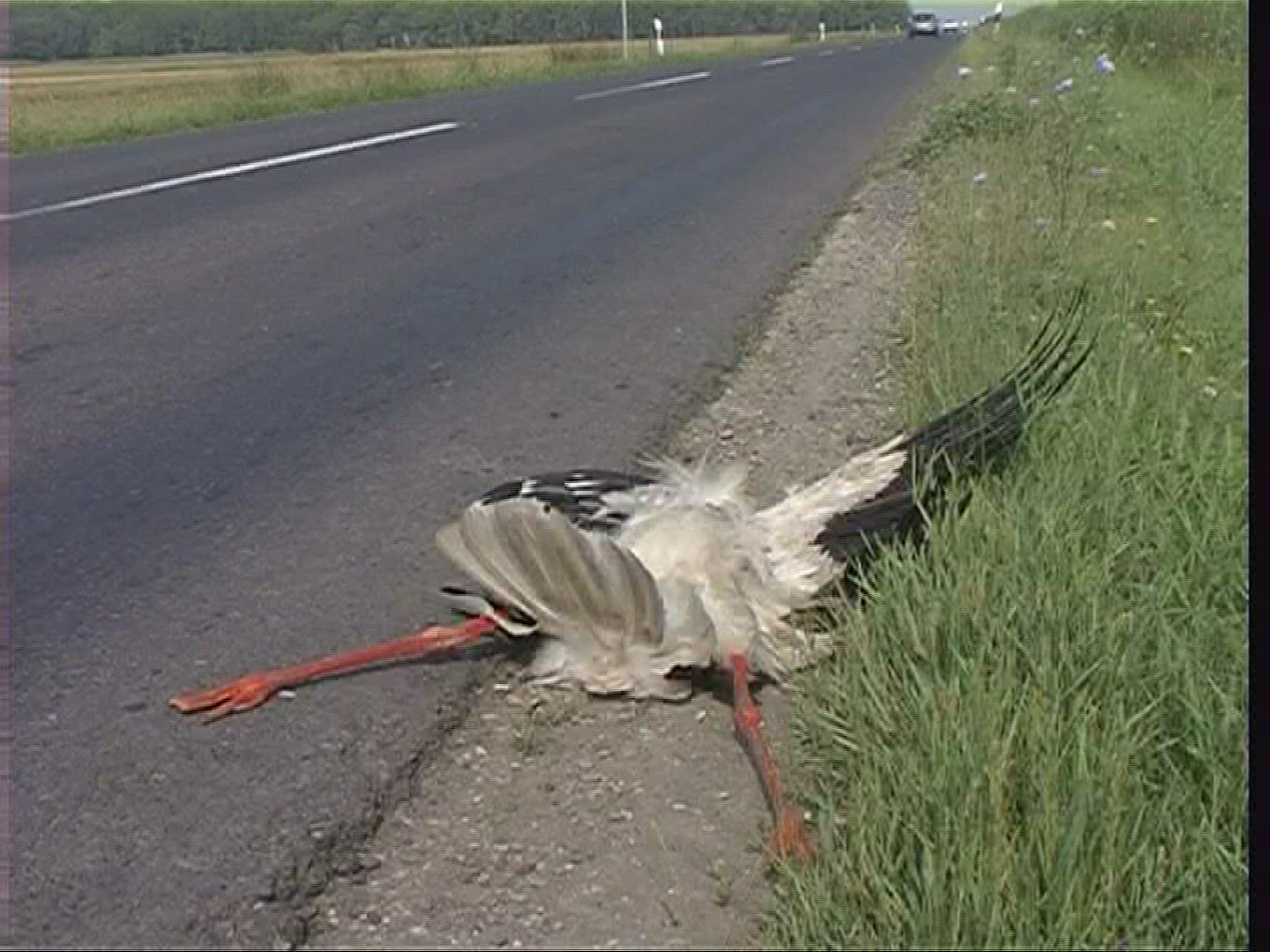 863664949 / White Stork / Hungary