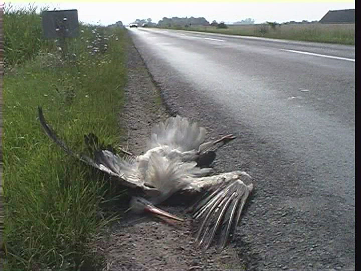 193338367 / White Stork / Hungary