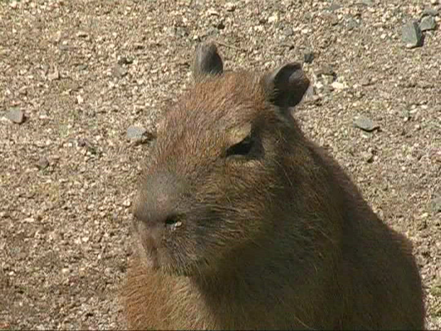 722741879 / Capybara / Zoo / Germany