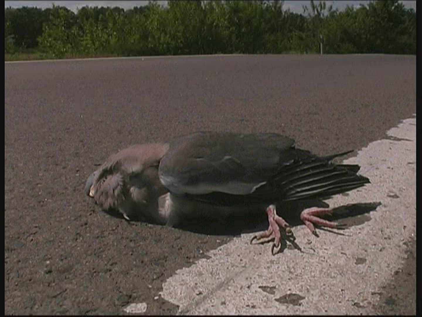 748001671 / Animal / Carcass / Death / Street / Hungary