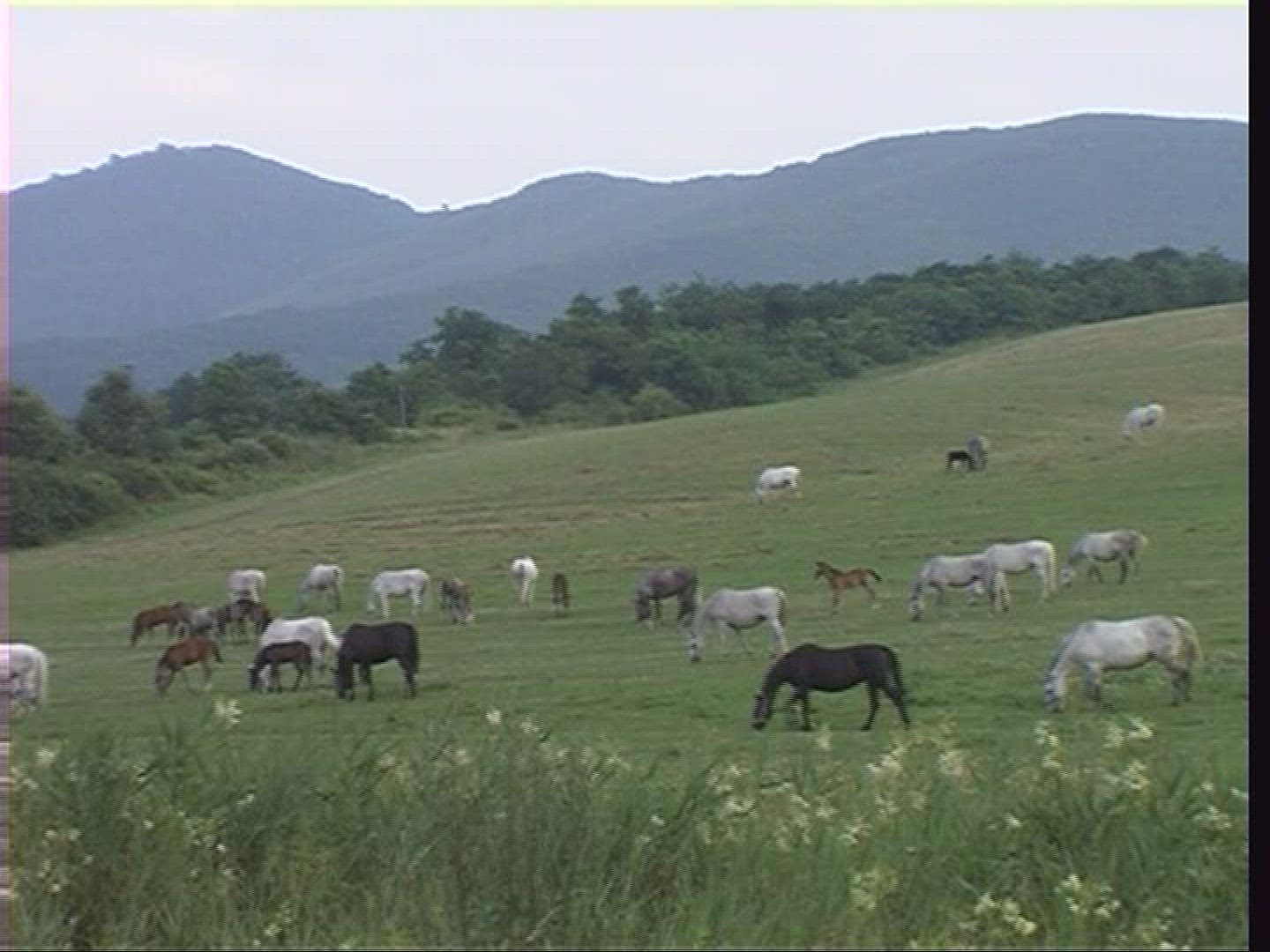 256425873 / Herder / Horse / Puszta / Hungary
