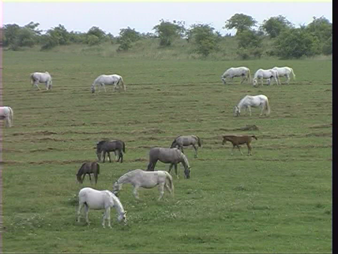 695558513 / Herder / Horse / Puszta / Hungary
