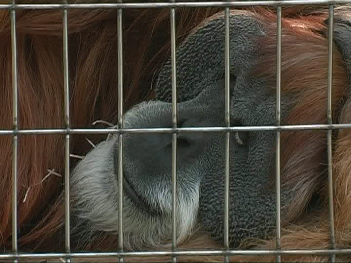 624430270 / Orangutan / Zoo / Germany